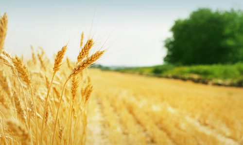 Cia: il settore agricolo migliora ma ha ancora margini di miglioramento
