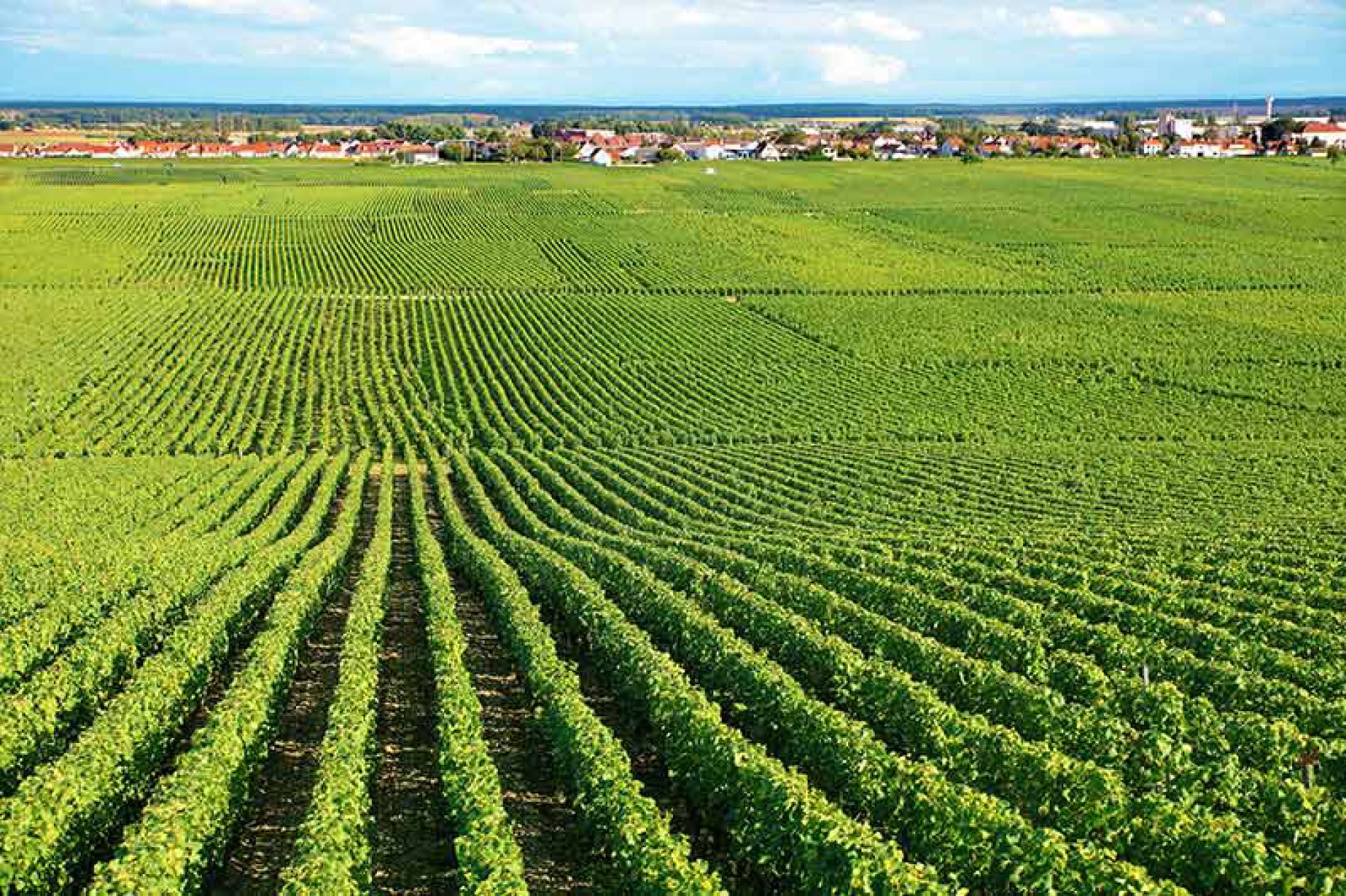 Cipe: stanziati 400 milioni di euro per il settore agricolo e agroalimentare