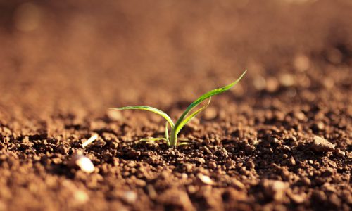 Agronomia 2.0: nuove figure per le imprese agricole del futuro