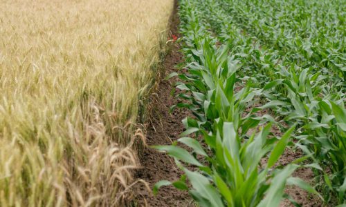 Agricoltura: mobilitazione contro accordo UE-Canada fa slittare voto sul CETA