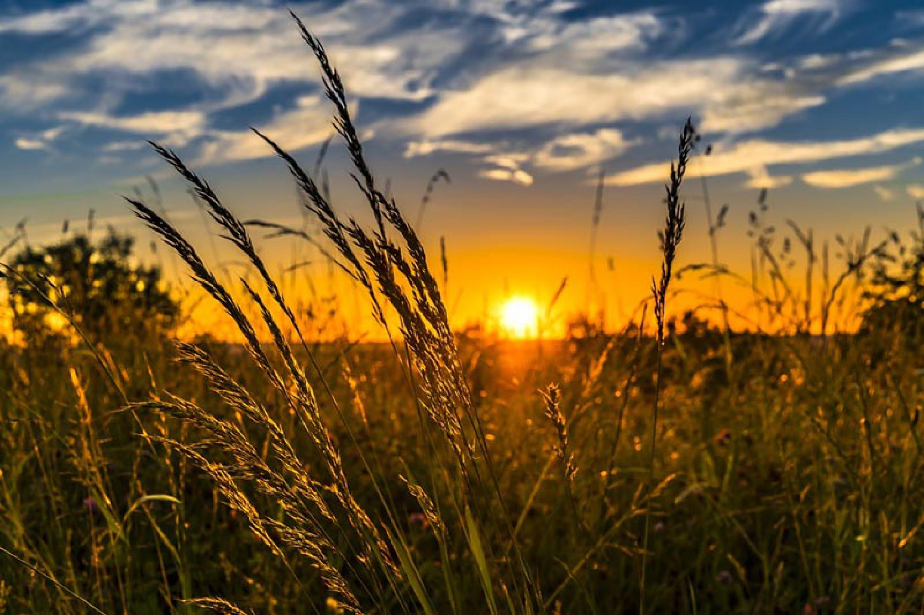 Aziende agricole: obbligo certificato antimafia per accesso ai Fondi UE