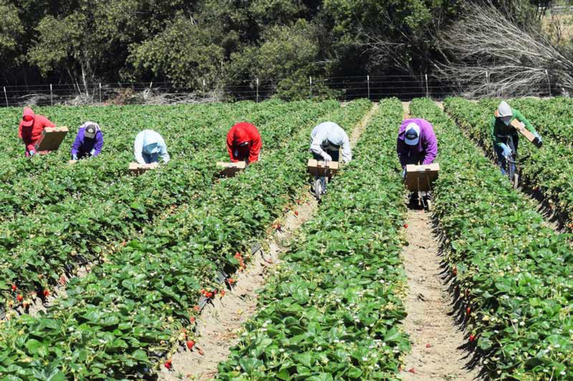 NASpI e compatibilità nelle ipotesi di rioccupazione come OTD in agricoltura