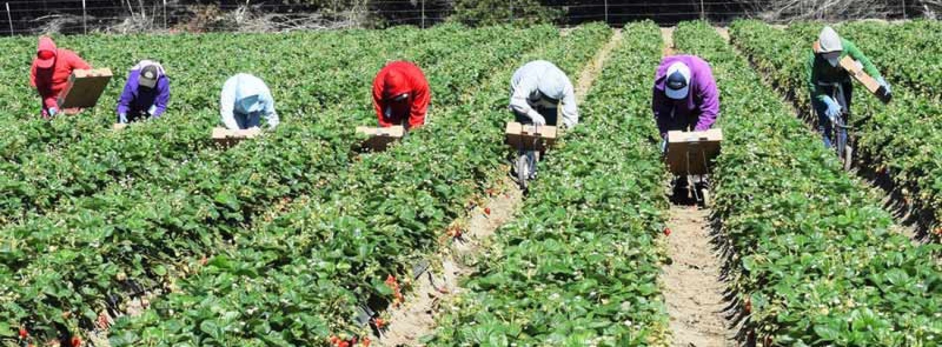 NASpI e compatibilità nelle ipotesi di rioccupazione come OTD in agricoltura