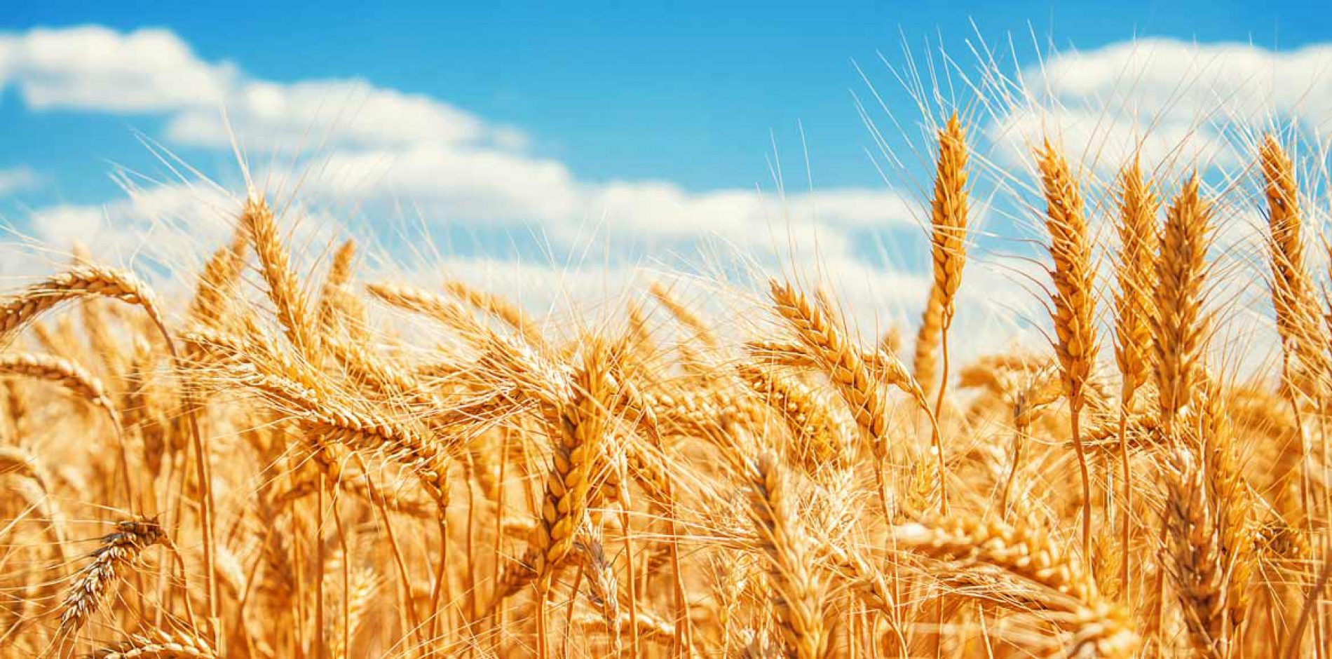 Ceta: sale l’export grano italiano, ancora polemiche sul glifosato