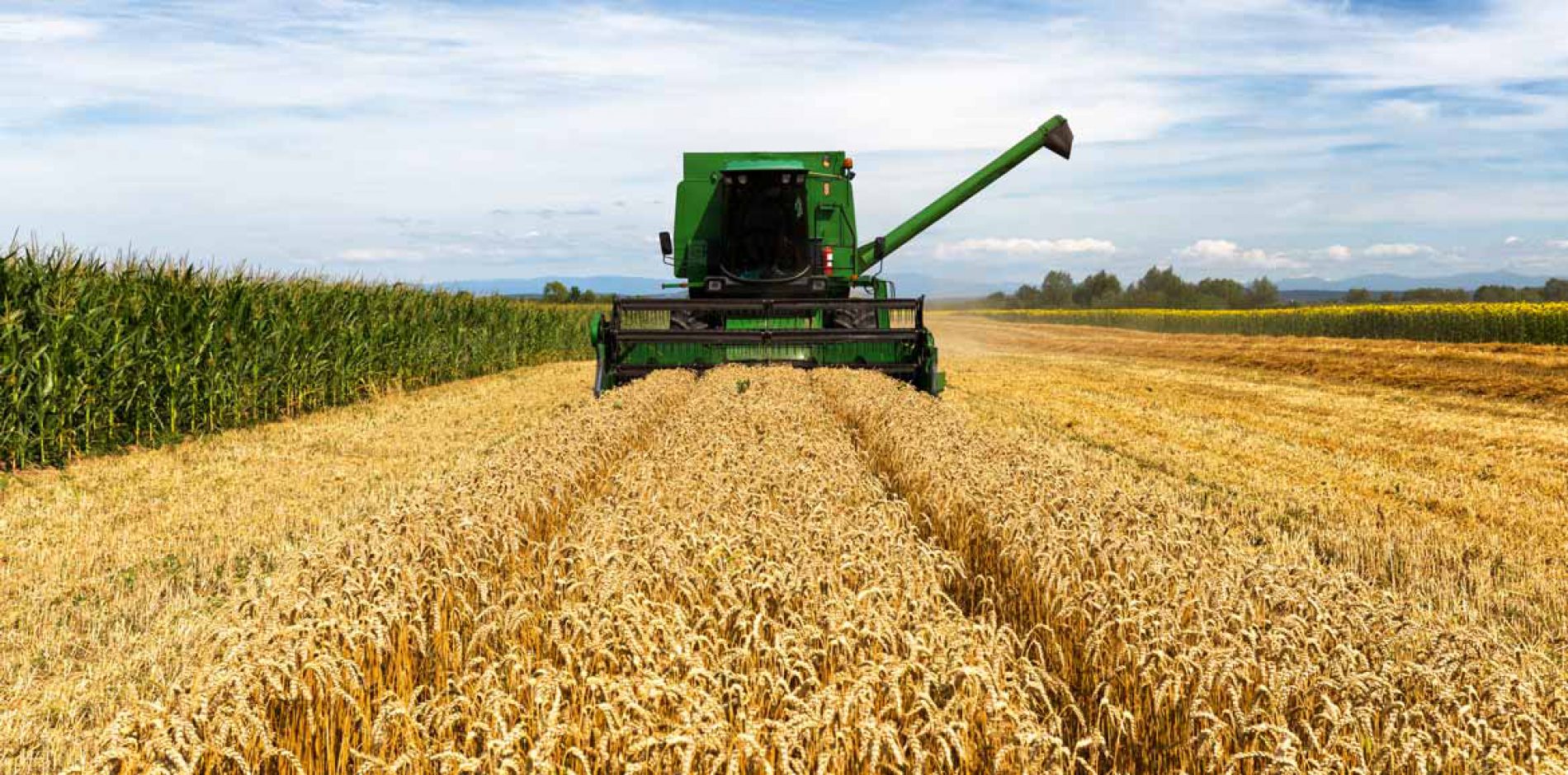 Il Made in Italy che vince: in un anno franato l’import grano dal Canada a favore di quello italiano