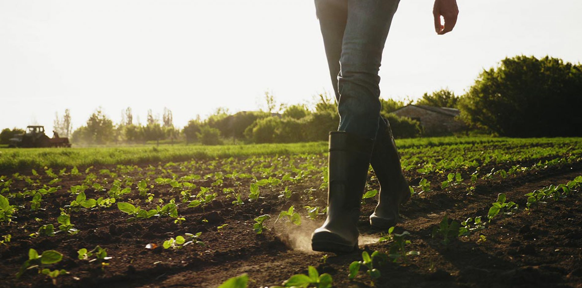 Contratti a termine in agricoltura per i percettori di Reddito di Cittadinanza [INPS]