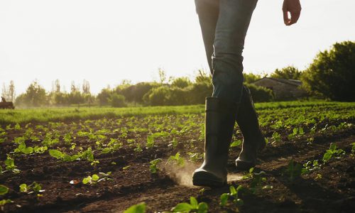 Contratti a termine in agricoltura per i percettori di Reddito di Cittadinanza [INPS]