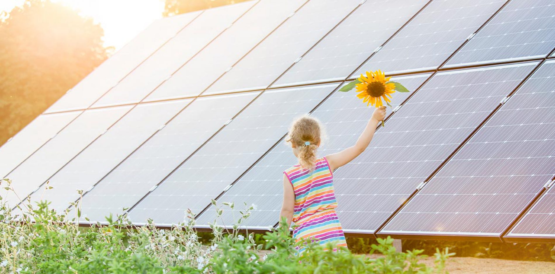 Parco Agrisolare, il bando da 1,5 miliardi per l’agricoltura sostenibile