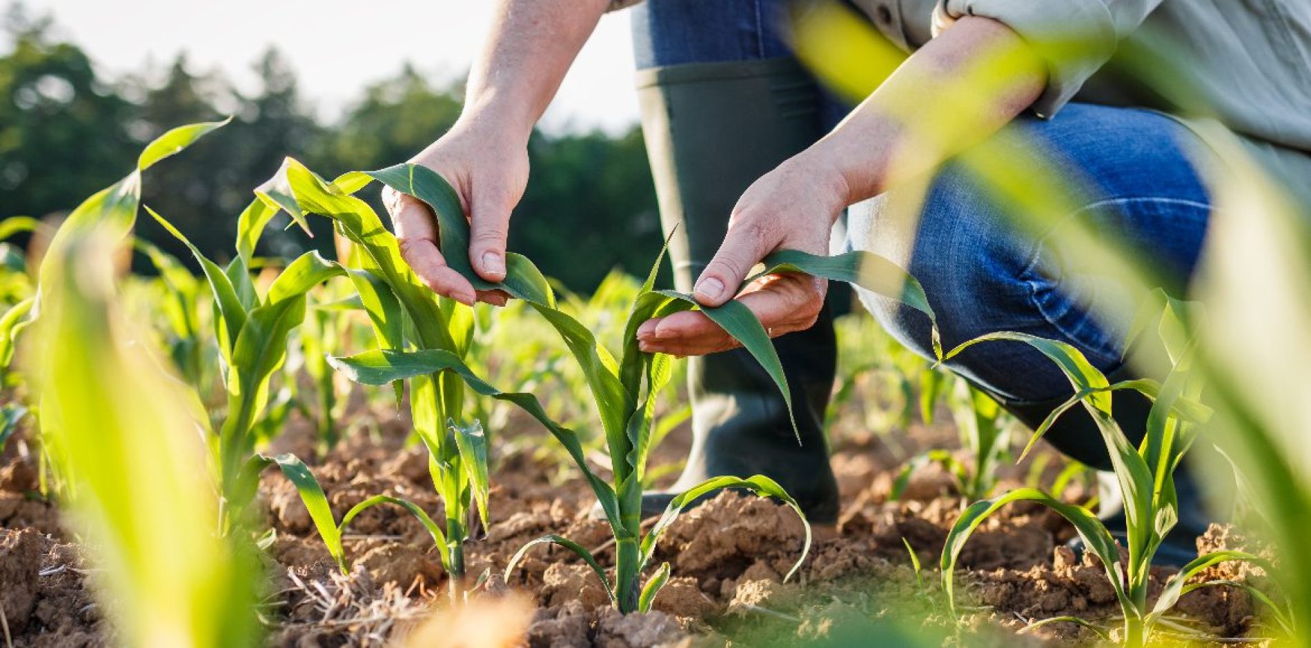 Il contratto di lavoro occasionale in agricoltura