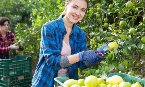 Cassazione: precisazioni su attività stagionale