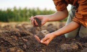 Quote per Lavoro Subordinato Stagionale in Agricoltura 2026