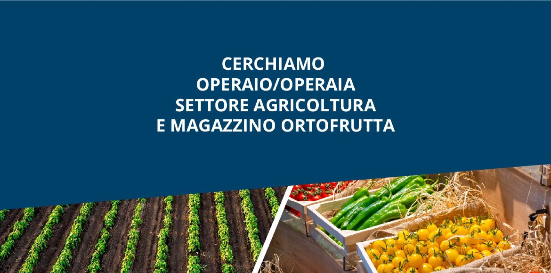 Grandi assunzioni settore agricolo: cerchiamo operai e addetti al magazzino